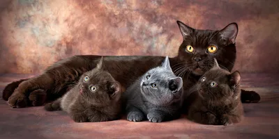 Foto Stock Две кошки. Большой серый кот и маленький котенок. Мама кошка и  малыш. Мама серая, пушистая, красивый мех. Котенок маленький, белый с  рыжим. Семейный портрет двух кошек крупно. Кошки смотрят прямо |