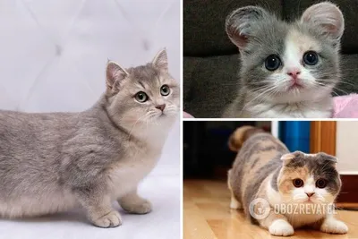 Маленькие кошки картинки фотографии