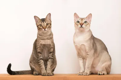 Изображения манчкинов: маленькие котята и взрослые кошки | Манчкин (порода  кошек) Фото №23365 скачать