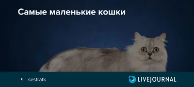 Как подружить взрослую кошку и котенка в одной квартире | WHISKAS®