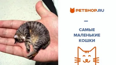 Маленькие кошки (2 месячные): 200 000 сум - Кошки Ташкент на Olx