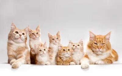международный день кошки 8 августа милые кошки маленькие кошки красивые  маленькие животные, настоящий друг, симпатичный и забавный Иллюстрация  штока - иллюстрации насчитывающей красивейшее, торжество: 280760553