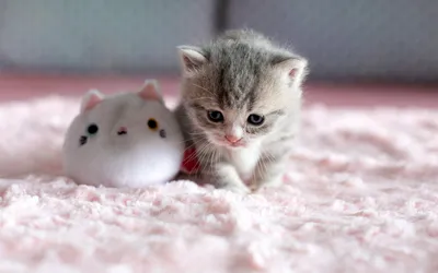 Маленькая Кошка Милое Маленькое Животное стоковое фото ©PantherMediaSeller  337176128