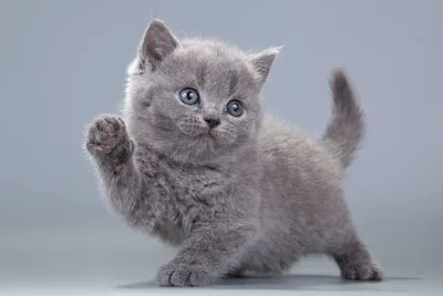 Самые маленькие породы кошек в мире - Зоомагазин MasterZoo