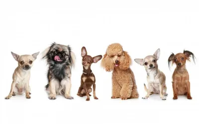 A group of fifteen common small breed domestic dogs | Породы собак, Уход за  собакой, Собаки