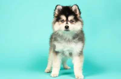 Маленькие породы собак для квартиры – 4 лучших варианта – кого завести  новичку – Люкс ФМ
