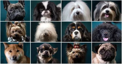 Маленькие породы собак: названия, видео и фото
