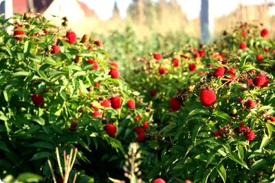Сублимированные ягоды малины 'Здоровая еда' 20г - целые