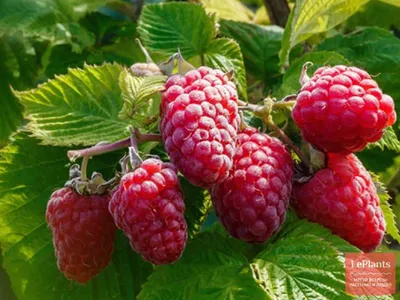 Малина обыкновенная (Rubus idaeus) — описание, выращивание, фото | на  LePlants.ru