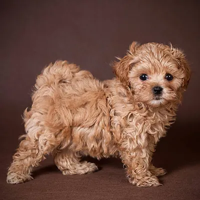 Размеры Maltipoo