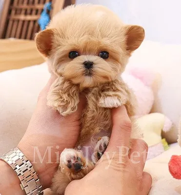 Питомник мальтипу \"Maltipoo For You\" — Мальтипу в Москве