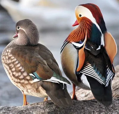 Мандаринка | Mandarin duck | Aix galericulata | Mandarin duck, Duck,  Beautiful birds