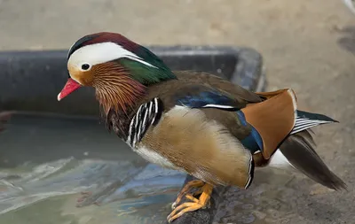 Мандаринка (Aix galericulata)» — создано в Шедевруме