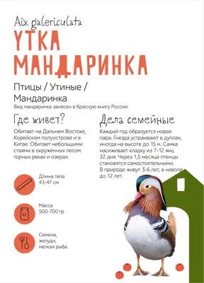 Утки-мандаринки на Яузе | Пикабу
