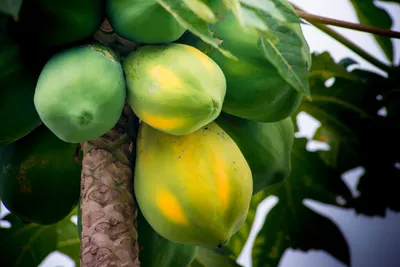 свежие фрукты манго на дереве Стоковое Фото - изображение насчитывающей  природа, еда: 216975834