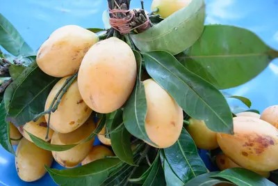 Перуанское крупное манго : Дорогая Еда, Интернет-магазин деликатесов