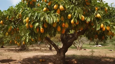 Как есть манго - Лайфхакер