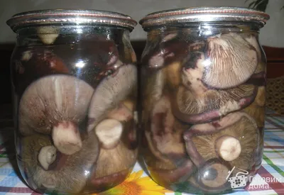 Какие грибы собираем осенью + 7 рецептов | Готовим.РУ | Дзен