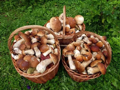 Классические маринованные белые грибы на зиму, пошаговый рецепт с фото