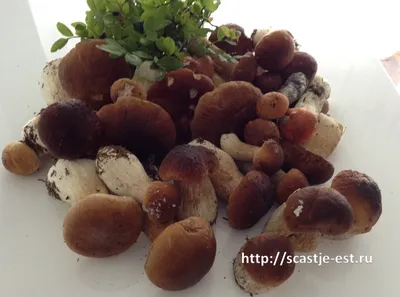 Почему синеют грибы на срезе? Можно ли их есть?
