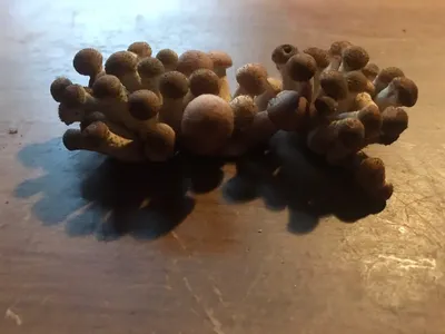 Маринованные грибы — пошаговый рецепт с фото