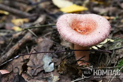 Жульен с грибами (72 рецепта с фото) - рецепты с фотографиями на  Поварёнок.ру