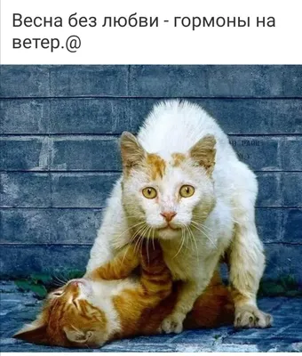 Рисунок \"Мартовский кот\", автор Куроян Аделина Левоновна