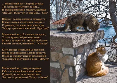 Мартовский кот\" Постер в раме - купить по выгодной цене | Artangels.ru