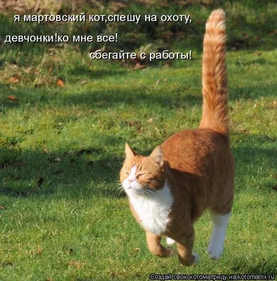 Открытые-НКО - Ростовчане могут стерилизовать кошек бесплатно или в четыре  раза дешевле