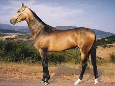Соловая масть лошади (64 фото)