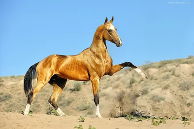 Серебристо Вороная масть лошади - красивые фото