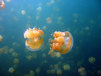 Медуза — Википедия