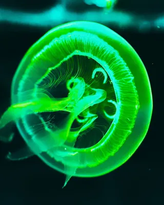 Ученые обнаружили окаменелость медузы возрастом 500 млн лет - Газета.Ru |  Новости