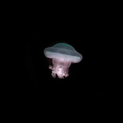 Медуза рисунок легкий - 39 фото
