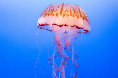 Что делать, если ужалила медуза: советы, как уменьшить боль