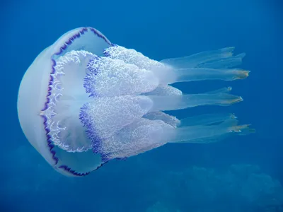 Медуза красная силиконовая светящаяся 6 х 15 см. на присоске - декорация  для аквариума. - купить с доставкой по выгодным ценам в интернет-магазине  OZON (294562619)
