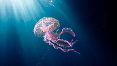 Контакт с медузой в море: что делать?