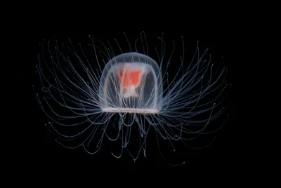 Ген смерти»: почему медузы живут вечно и могут ли люди так же