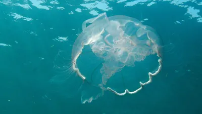 Самые красивые медузы, которых встречал человек- DIVERS