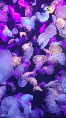 Потребление в пищу медуз: вовсе неплохая идея | Kaufland