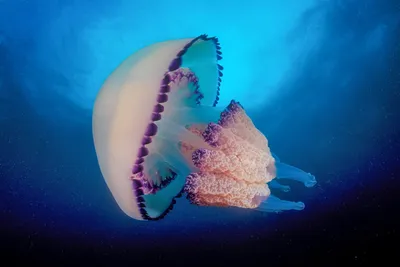 Самая страшная медуза в черном море - 64 фото
