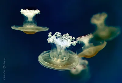 Первая помощь при укусах медуз