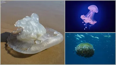 Что делать, если ужалила медуза? Подробное руководство