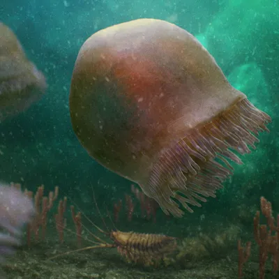 Красивые медузы, Медуза в неоновом свете с рыбами Подводная жизнь в медузах  океана возбуждая и космическая видимость Стоковое Фото - изображение  насчитывающей подготовка, океан: 153463140