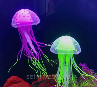Начинается «сезон медуз» на израильском побережье Средиземного моря - STMEGI