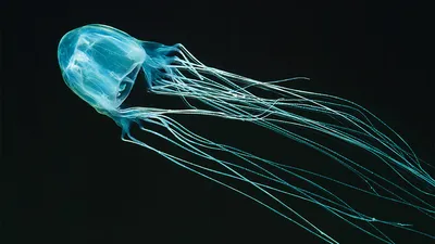 Маленькая медуза или медуза яркого цвета Стоковое Фото - изображение  насчитывающей климат, жизнь: 162197576