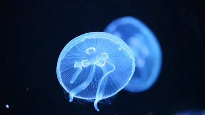 Медузы Плавают В Голубой Воде Морские Животные Медуза С Плавающими  Щупальцами — стоковые фотографии и другие картинки Абстрактный - iStock