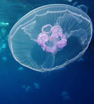 Медуза силиконовая декор для аквариума с флуоресцентным эффектом,  фиолетовый, диаметр 5 см - купить с доставкой по выгодным ценам в  интернет-магазине OZON (248332128)