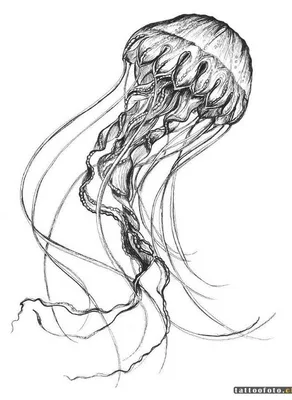 Бессмертная медуза - ученые рассказали о существе, которое живет миллионы  лет - ZN.ua