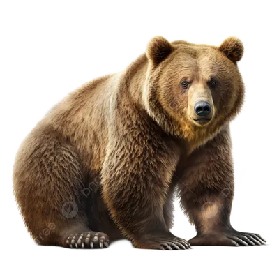 Бурый медведь дикое животное прозрачный на белом фоне PNG , бурый медведь,  животное, медведь PNG рисунок для бесплатной загрузки